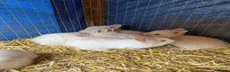 Lionhead rabbits for sale: 9x gorgeous fluffy lionhead bunnies  - Advert 9