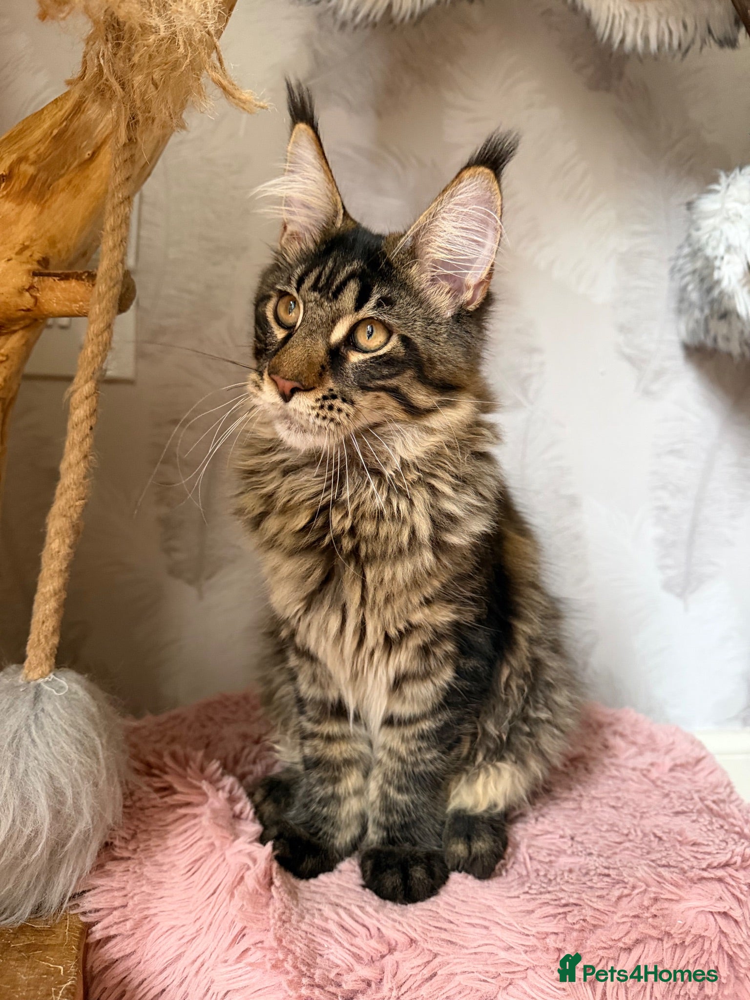 Maine Coon cats XL TICA registered Maine Coon kitten - Advert 1