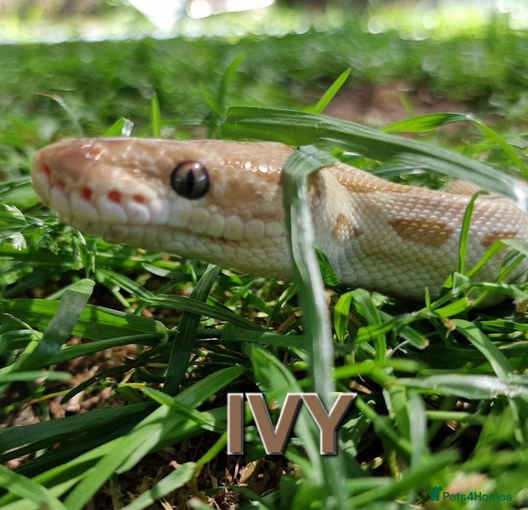 Python Snake reptiles Beautiful butter clown royal python  - Advert 1