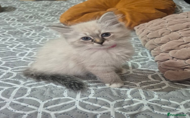 Siberian cats - Advert 3