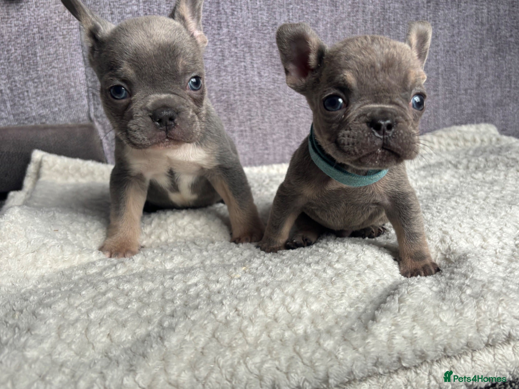 French Bulldog dogs 2 Stunning French bulldogs left  🐶 - Advert 1