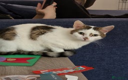 Mixed Breed cats for sale: Two male cats - Image 8