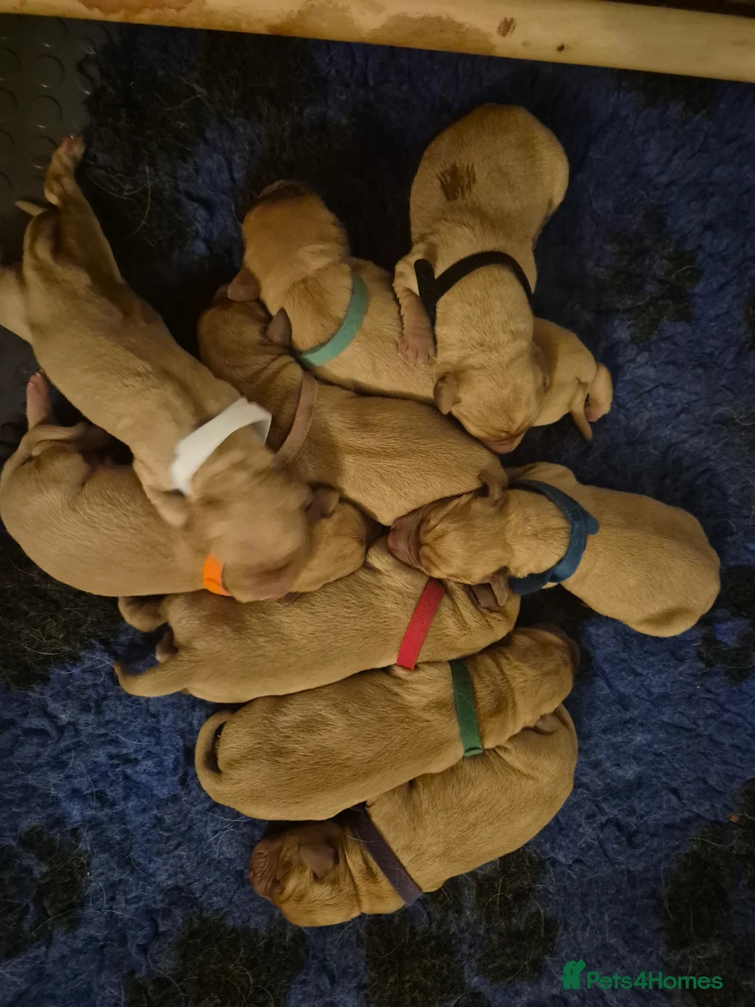 Labrador Retriever dogs for sale: KC Red fox labradores - Advert 14