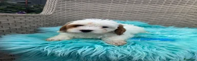 Cavapoo 1