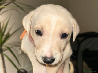 Lurcher dogs - Advert 9