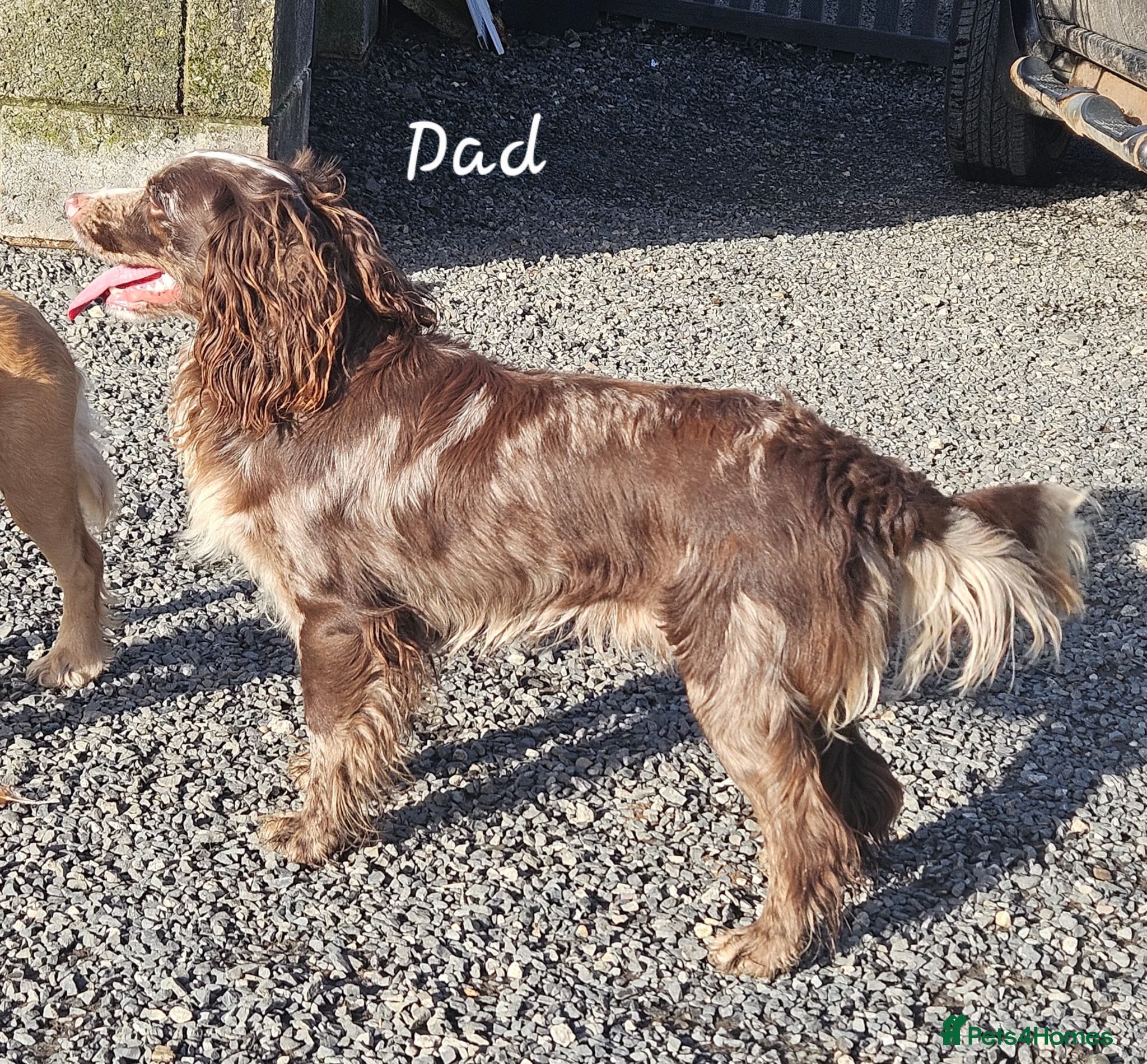 Cocker Spaniel dogs 7 Beautiful Cocker Spaniel Puppies - Advert 7