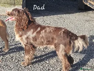 Cocker Spaniel dogs 7 Beautiful Cocker Spaniel Puppies - Advert 7