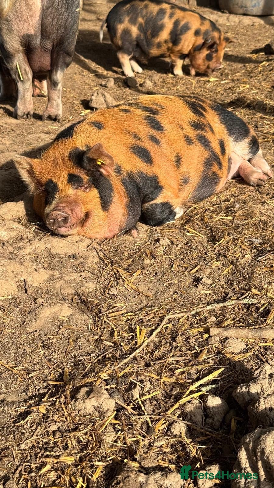 Pig livestock Gorgeous kunekune gilt for sale.  - Advert 1
