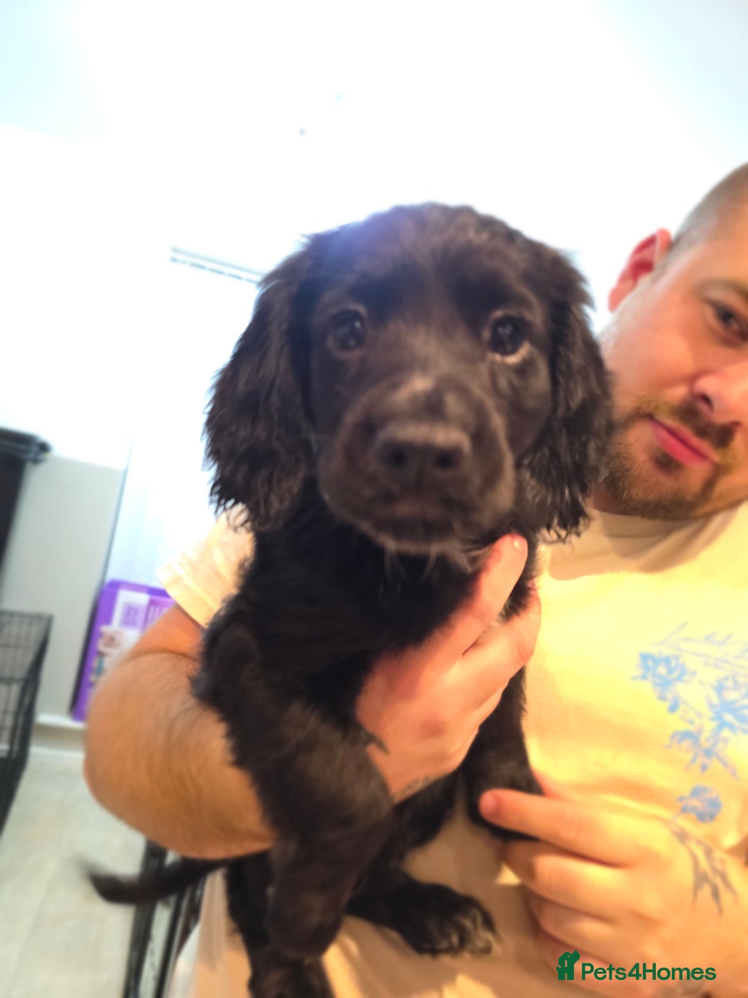 Cocker Spaniel dogs for sale: 1 left Working coker spaniel  - Advert 29