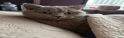 British Shorthair cats for sale: British Shorthair for Sale - Advert 4