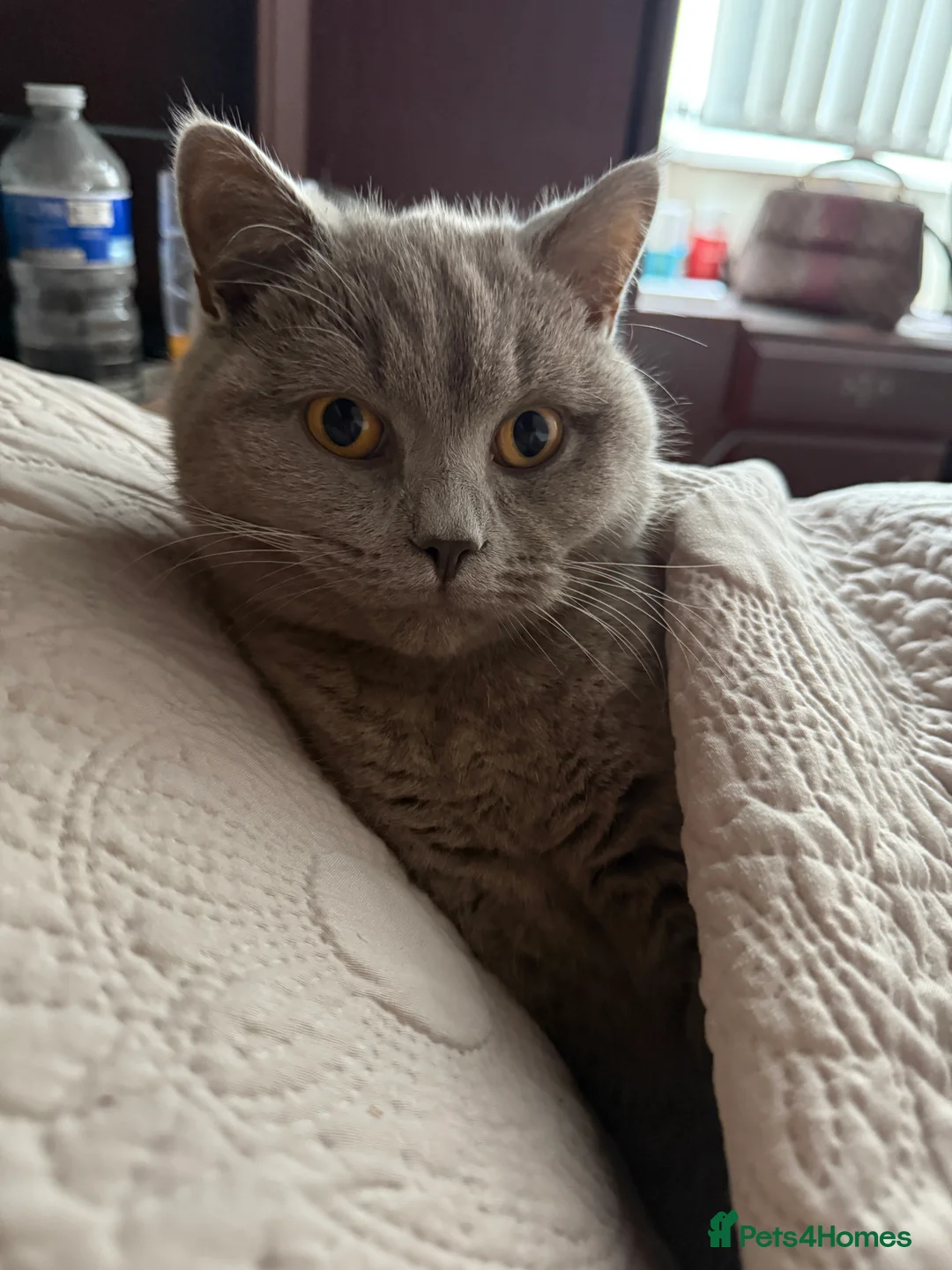 British Shorthair cats for sale: British Shorthair for Sale - Advert 4
