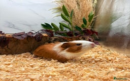 Guinea Pig rodents for sale: 🏡🐹 Multiple pretty Boys available 🐹🏡 - Image 22