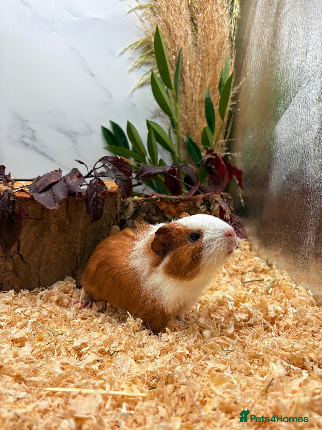 Guinea Pig rodents for sale: 🏡🐹 Multiple pretty Boys available 🐹🏡 - Image 22