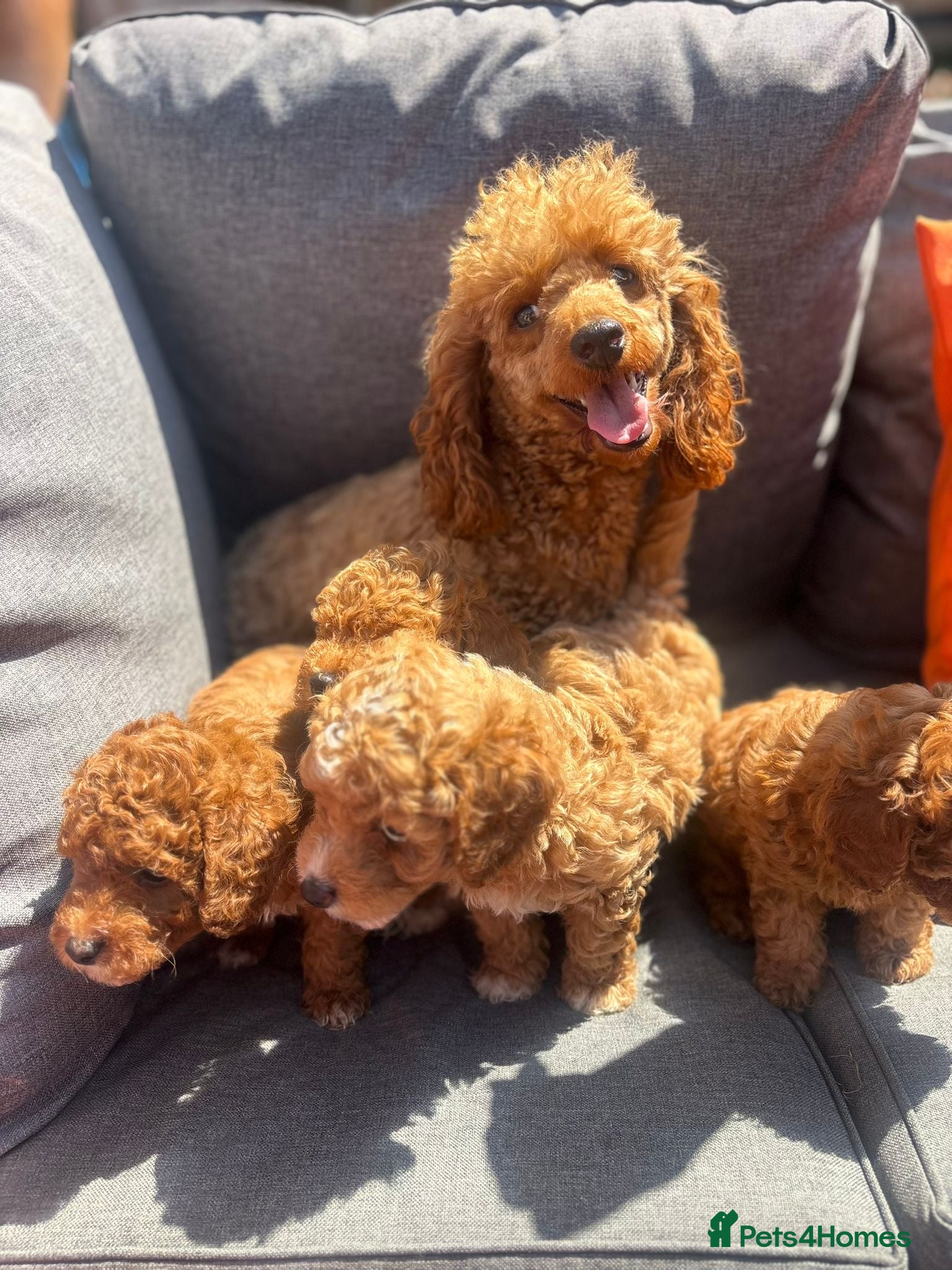 Toy Poodle dogs Toy poodle puppies - Advert 18