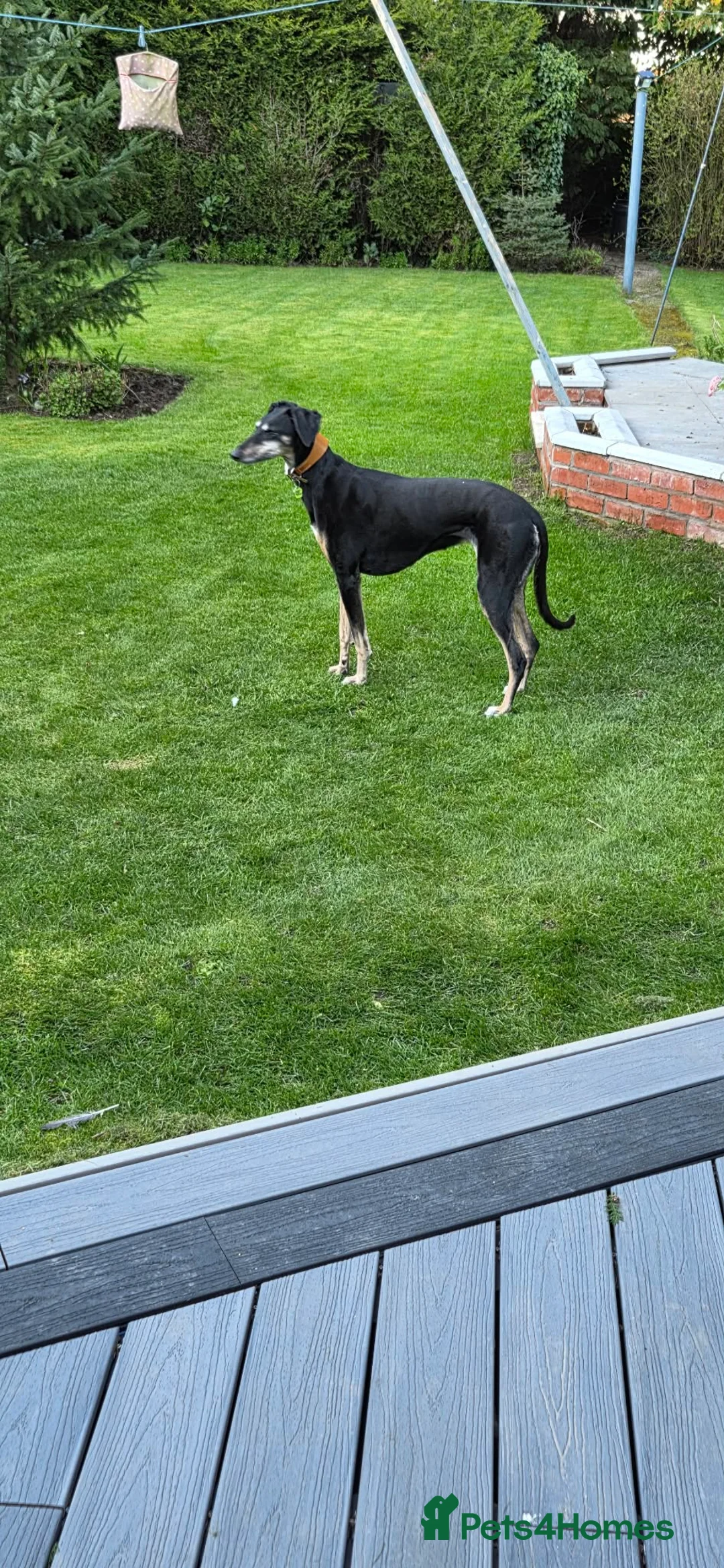 Mixed Breed dogs for sale: Whippet- Greyhound cross (loving home needed)  in Burntwood - Advert 3
