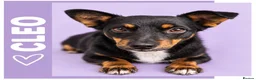 Mixed Breed dogs for adoption: Cleo - In Ayr Looking for a Home - Advert 5