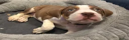Mixed Breed dogs for sale: American bulldog x Presa canario puppy’s  in Birmingham - Advert 15