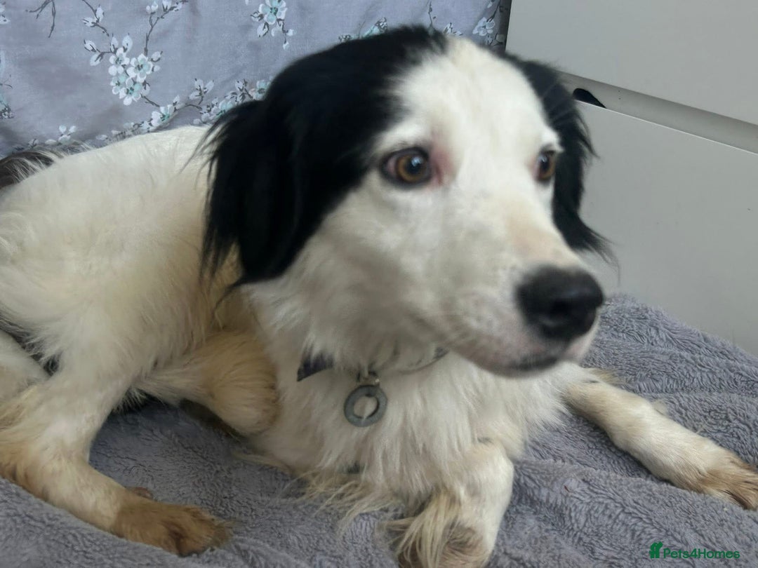 Mixed Breed dogs for adoption: Spotty - Norwich Norfolk  - Image 22