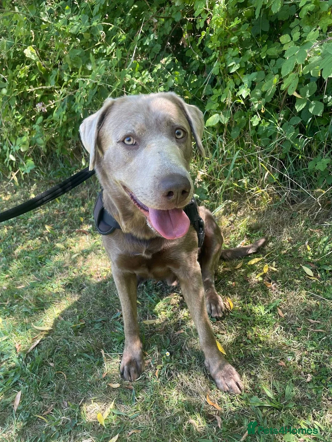 Labrador Retriever dogs for stud: Championship lines, KC silver lab stud 0.0% COI in Cambridge - Advert 3