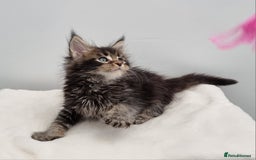 Maine Coon cats for sale: Pedigree Maine Coon Kittens for sale  - Image 23