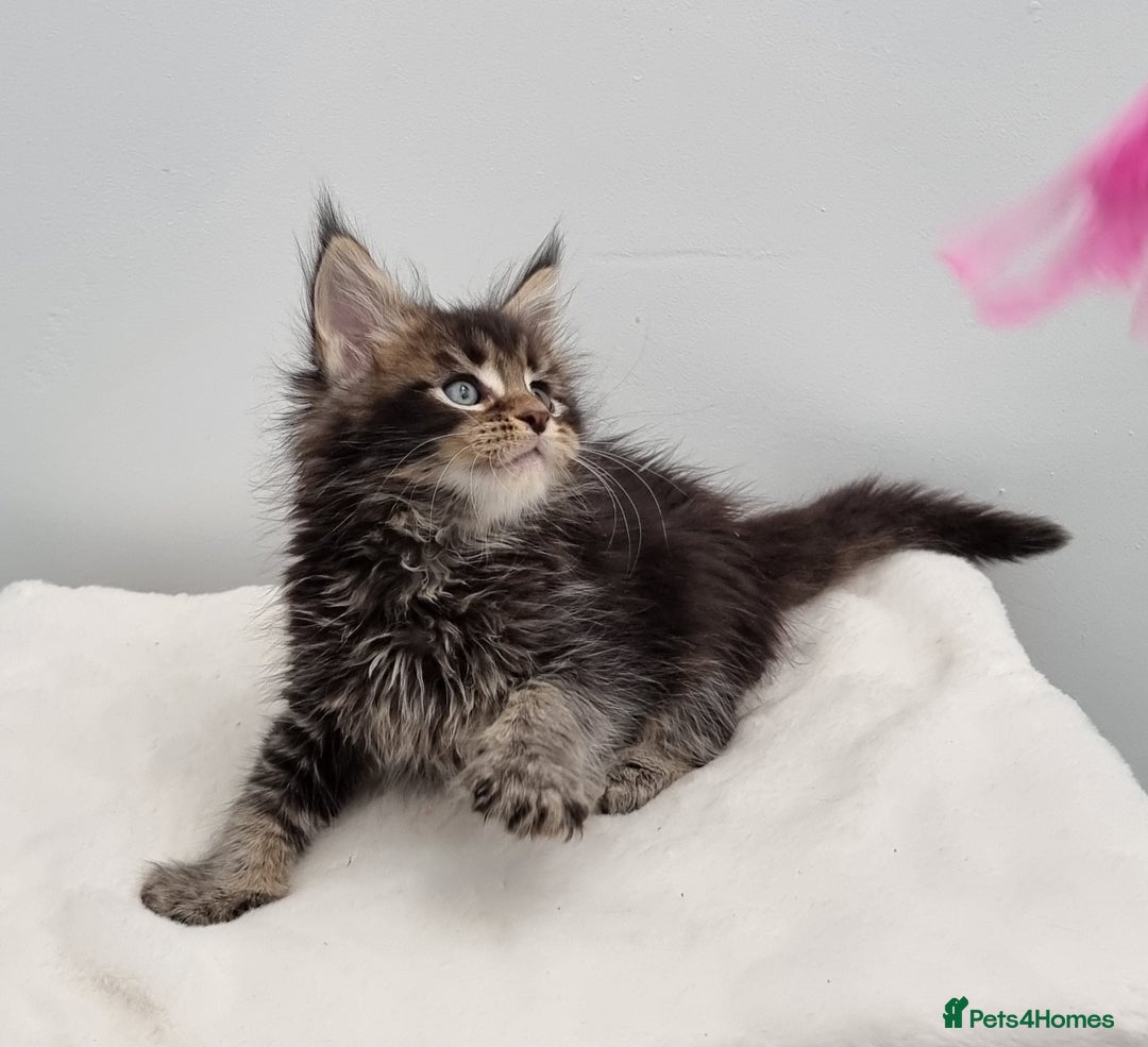 Maine Coon cats for sale: Pedigree Maine Coon Kittens for sale  - Image 23