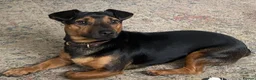 Jackshund dogs for sale: ⭐️5 BEAUTIFUL DACHUNDXJACK RUSSELLS⭐️ - Advert 9