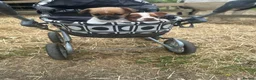 Jack Russell dogs for sale: Gorgeous Jack Russell Puppies For Sale – Ready Now - Advert 4