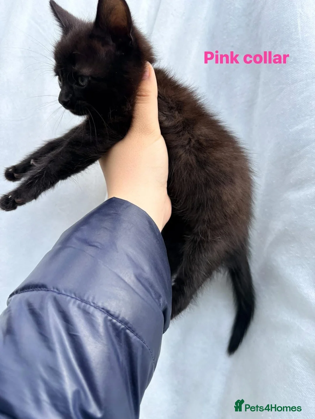 Mixed Breed cats for sale: 3 gorgeous boys  in Doncaster - Advert 9