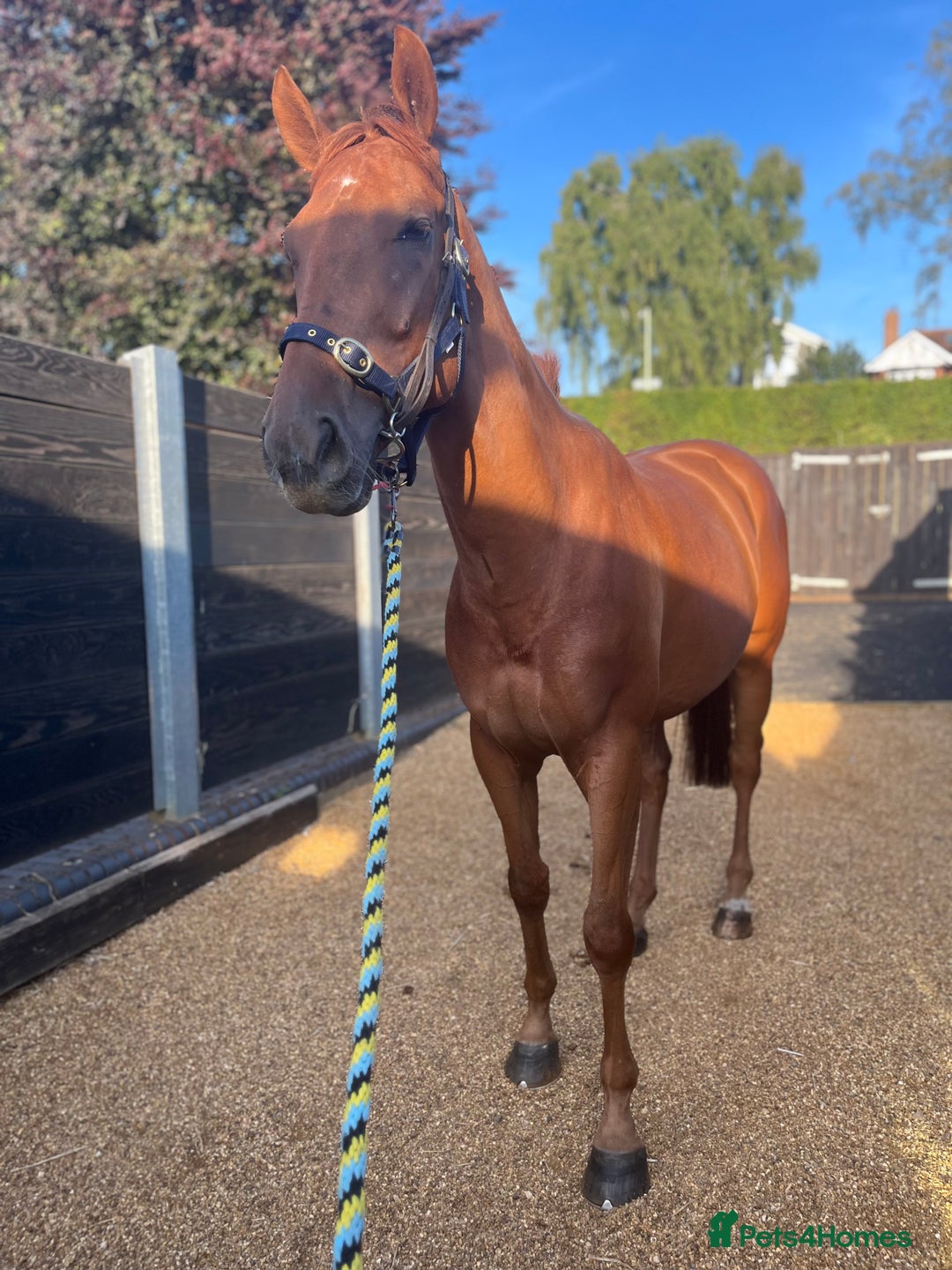 Irish Thoroughbred horses for sale: Fabulous Big Red - Image 4