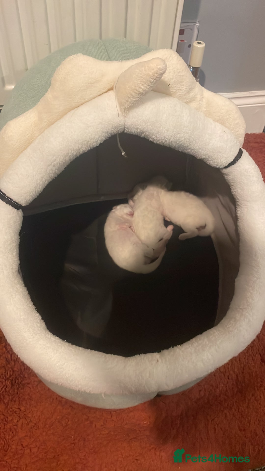Ragdoll cats for sale: Beautiful Ragdoll triplets 3 kittens - Image 2