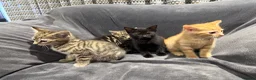 Mixed Breed cats for sale: Boys and girl READY NOW - Advert 1