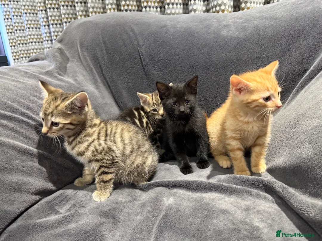 Mixed Breed cats for sale: Boys and girl READY NOW - Advert 1