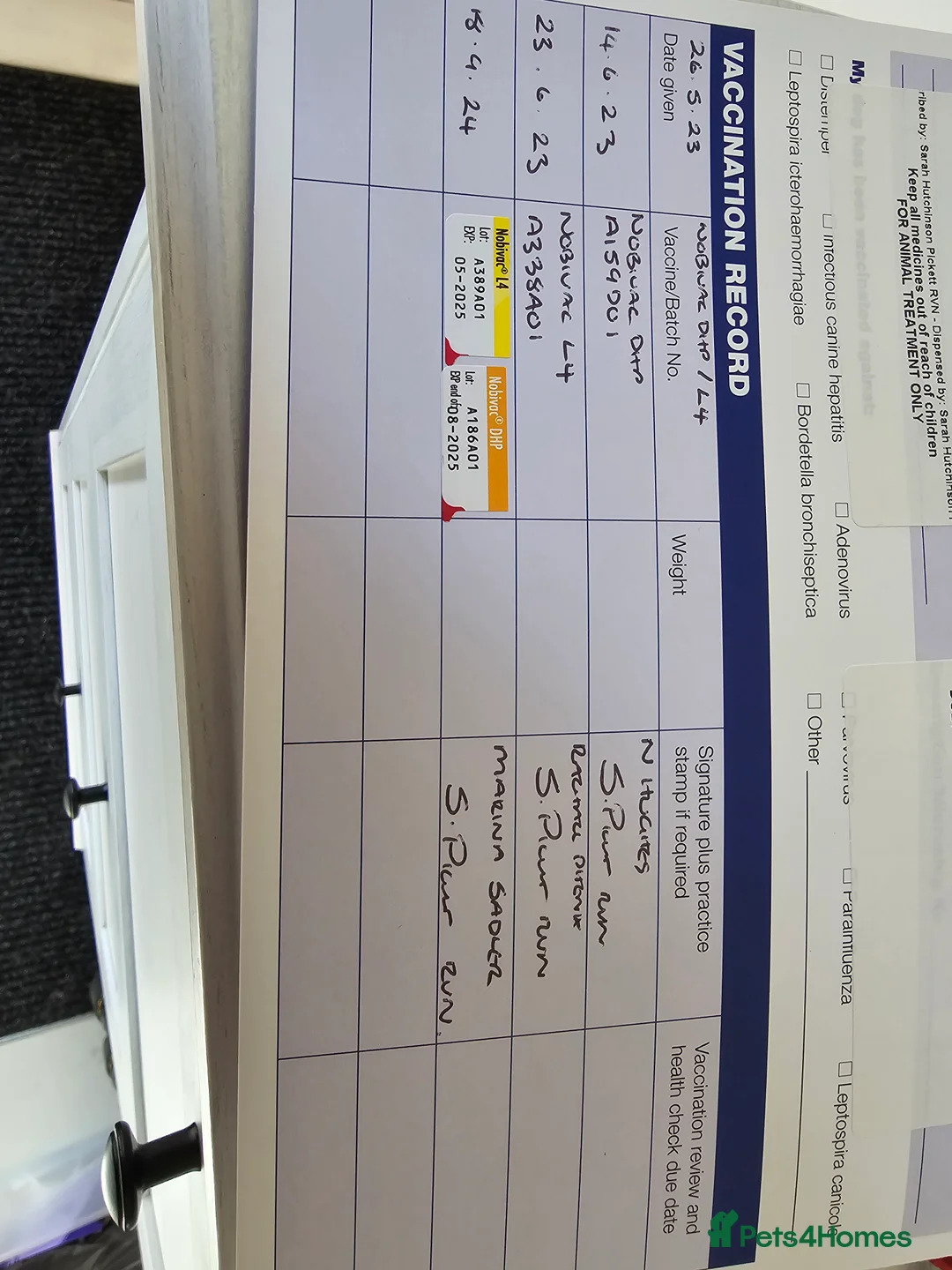 German Shepherd dogs for stud: Chunky GSD male for stud  in Redcar - Advert 18