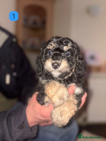 Cockapoo dogs Stunning F1B Cockapoo Puppies - Advert 1