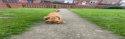 Cocker Spaniel dogs for sale: 11 month old cocker spaniel bitch in Durham - Advert 7