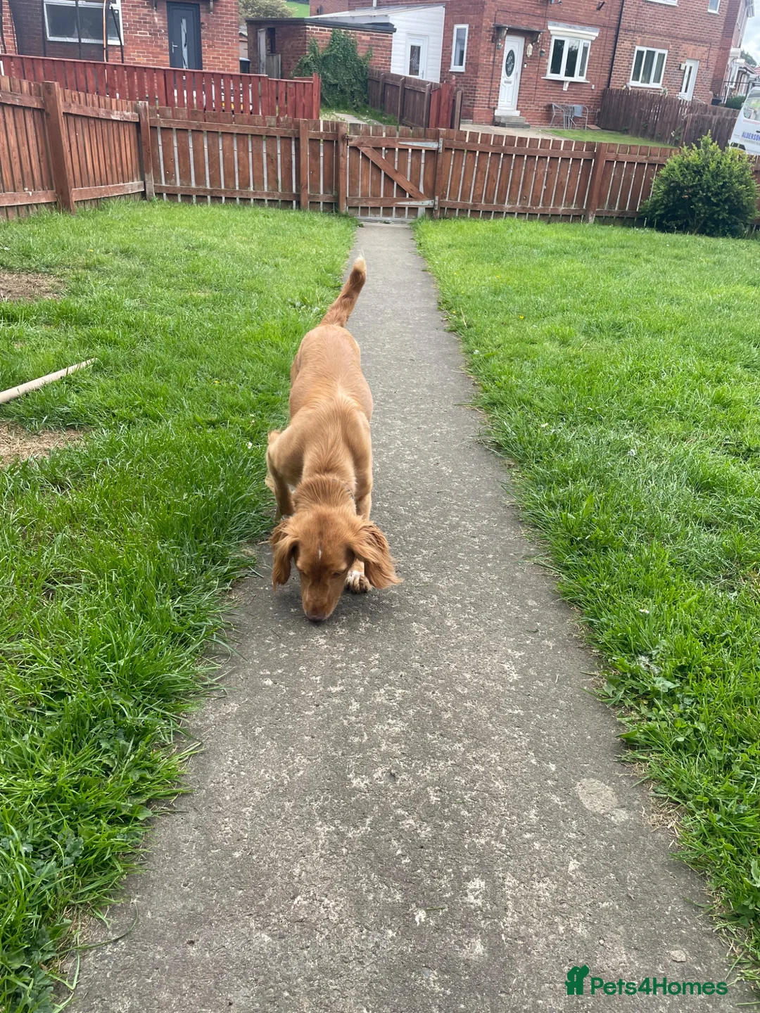 Cocker Spaniel dogs for sale: 11 month old cocker spaniel bitch in Durham - Advert 7