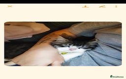 Mixed Breed cats for sale: 3 kittens need rehoming  - Advert 3