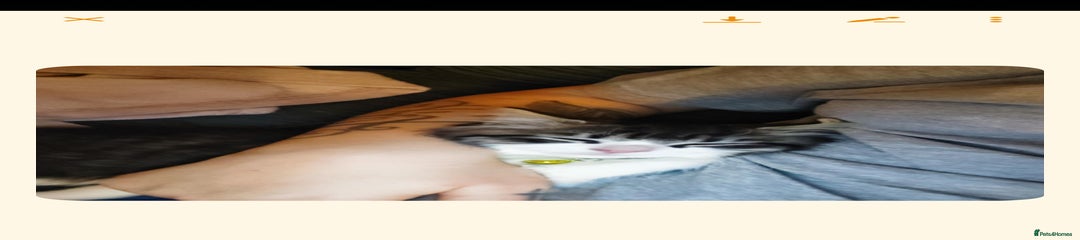 Mixed Breed Kitten 3