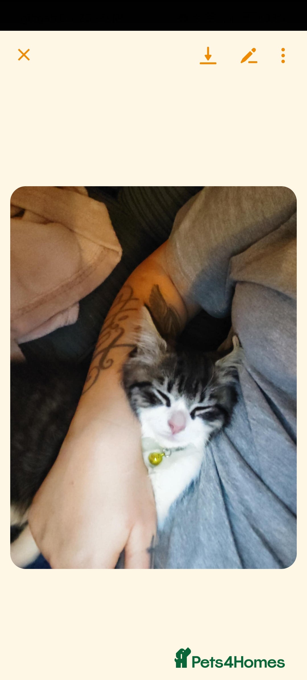 Mixed Breed cats for sale: 3 kittens need rehoming  - Advert 3