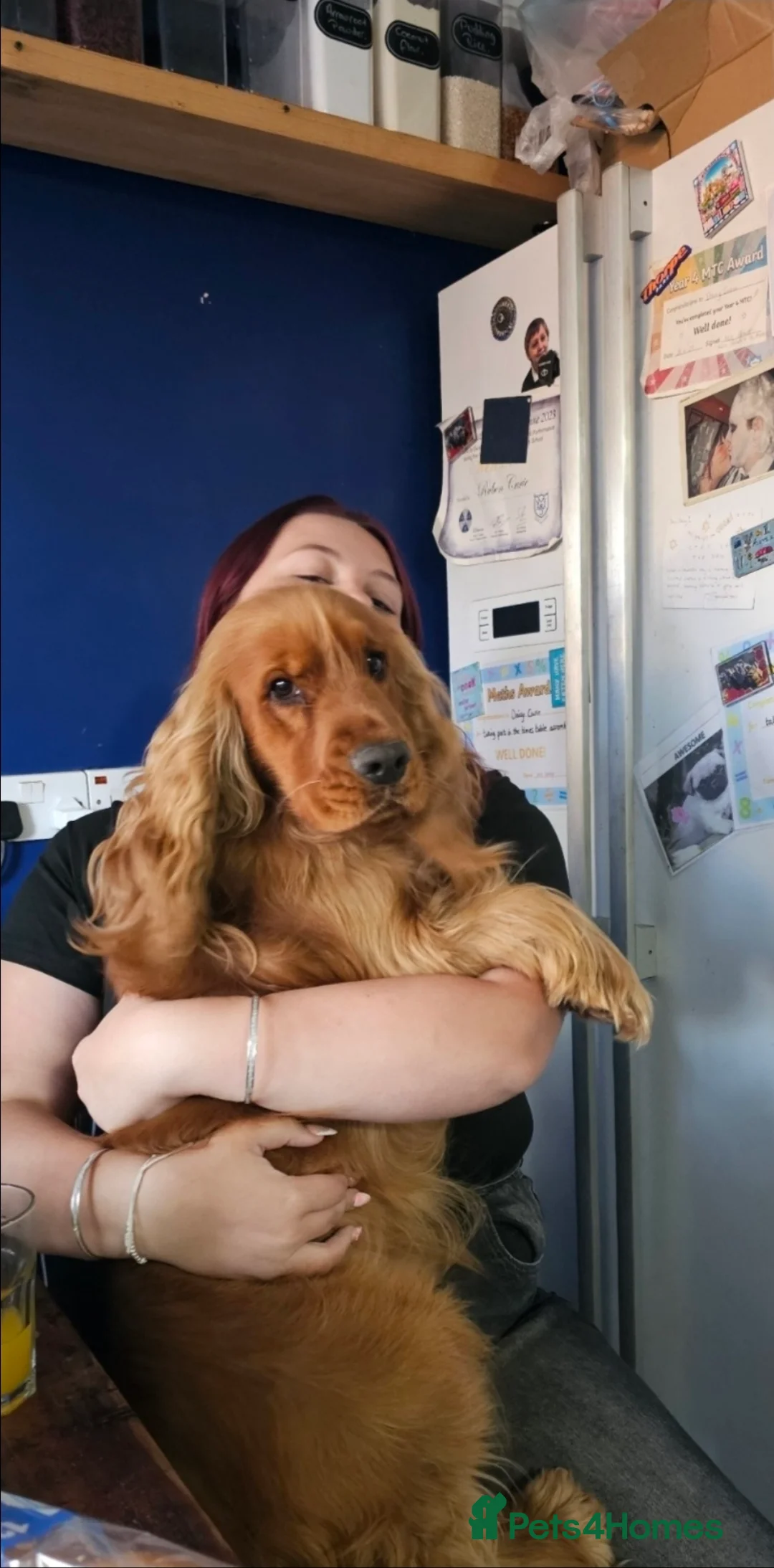 Cocker Spaniel dogs for sale: Cocker spaniel puppies - Advert 2