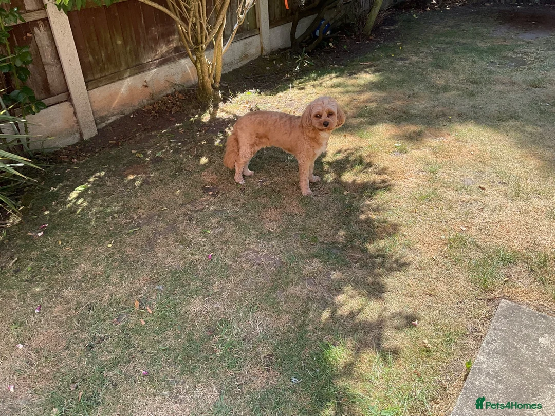 Cavapoo dogs for sale: Winnie in Sutton Coldfield - Advert 3