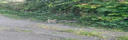 Mixed Breed cats for sale: Cat for sale - Advert 1