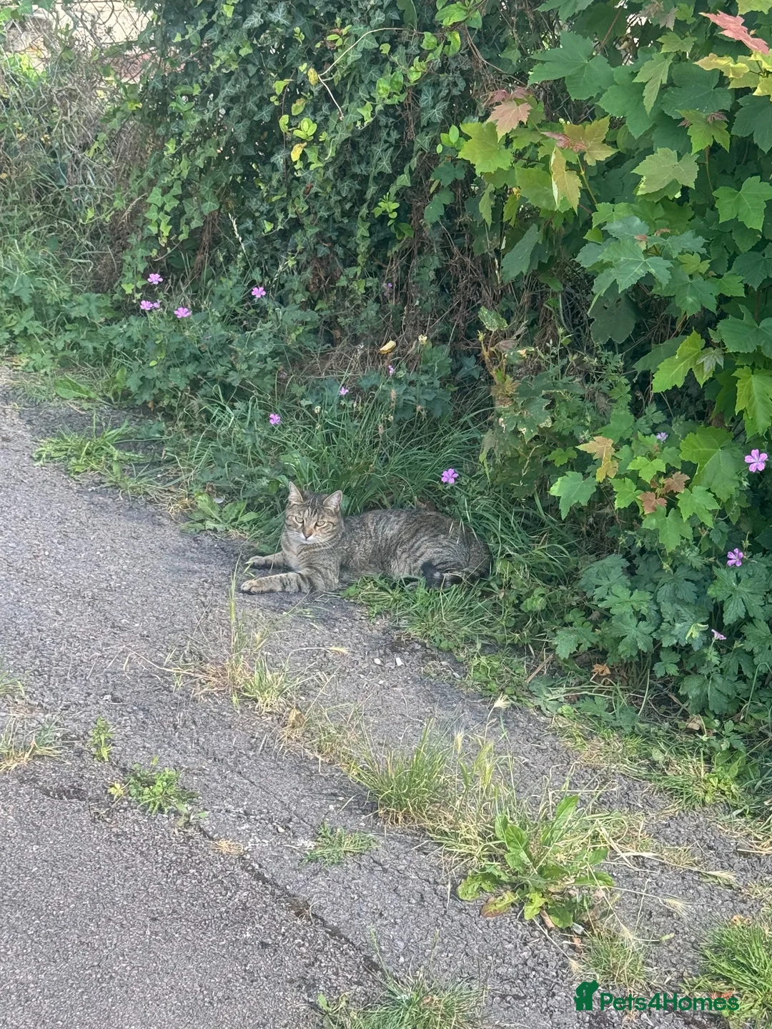 Mixed Breed cats for sale: Cat for sale - Advert 1