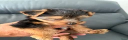 Yorkshire Terrier dogs for sale: Pure Breed Yorkshire Terrier Pup - Advert 4