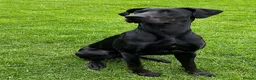 Mixed Breed dogs for sale: Beautiful Doberdane (Doberman x Great Dane) - Advert 3