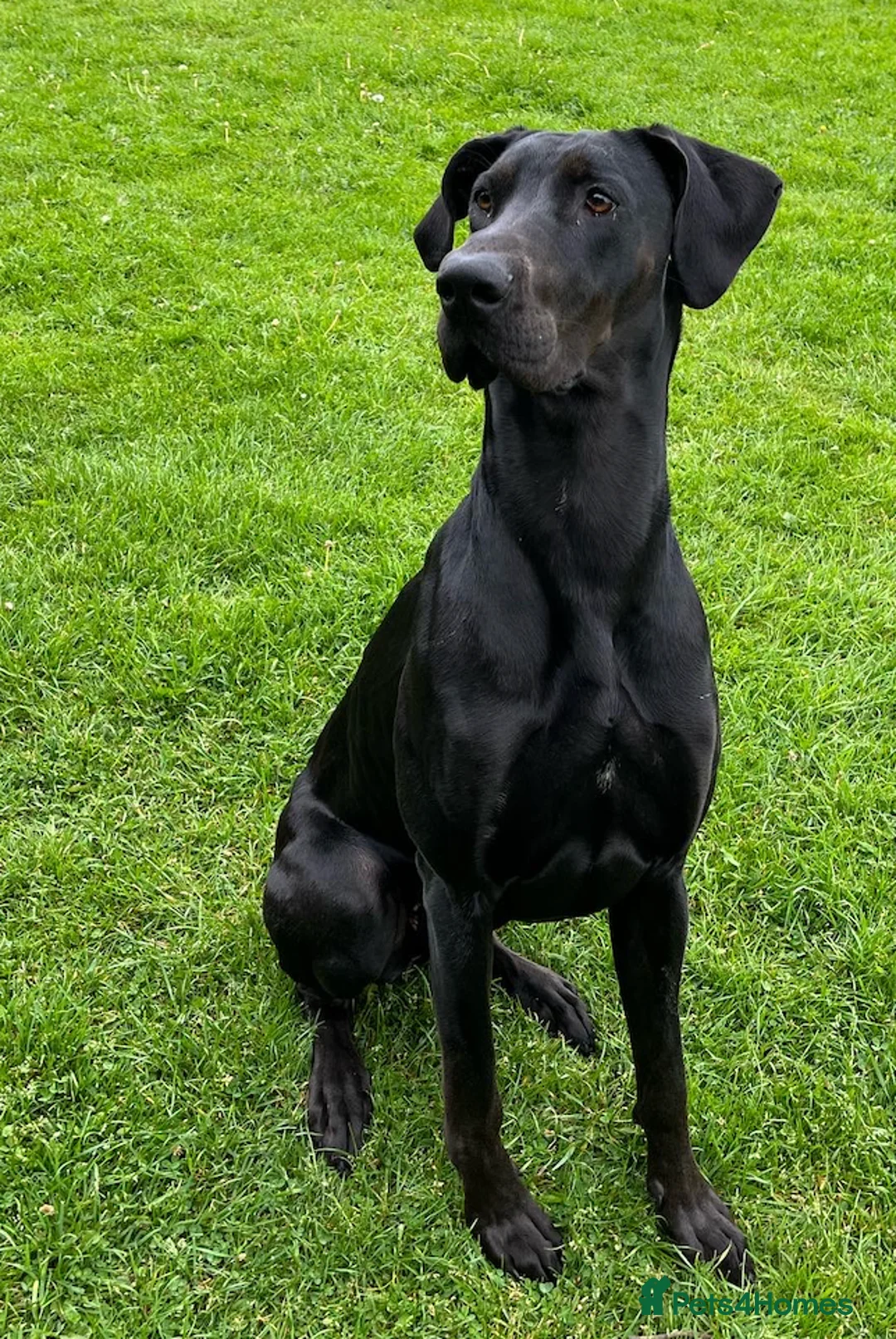 Mixed Breed dogs for sale: Beautiful Doberdane (Doberman x Great Dane) - Advert 3