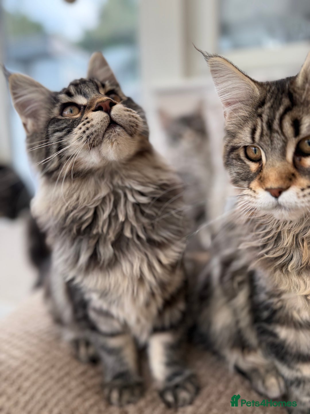 Maine Coon cats for sale: Outstanding pedigree kittens ACTIVE - Advert 5