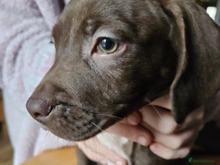 Mixed Breed dogs Two boys left! - Advert 16