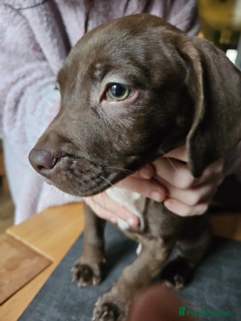 Mixed Breed dogs Two boys left! - Advert 2