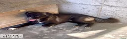 Mixed Breed dogs for adoption: Yo-Na, 2 yrs approx. Available for adoption. in Brixham - Advert 16